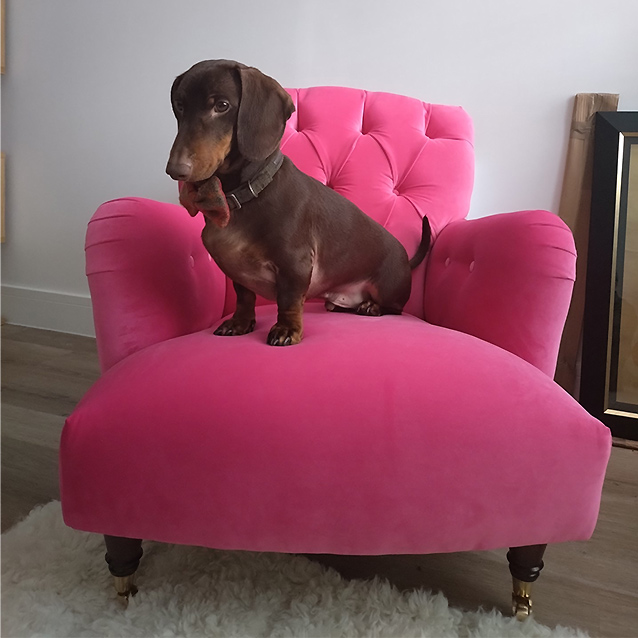 Ditchling buttoned chair in Linwood Omega Velvet Folly